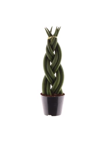 MeinVIPShop Sansevieria cylindrica Twist 30cm Zimmerpflanze