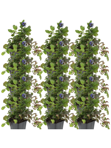 NatureNest Kriechender Günsel Set 12 Ajuga reptans winterhart