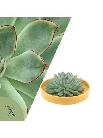 NatureNest Echeveria Pulidonis kompakte Sukkulente in gelber Keramikschale