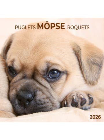 TUSHITA Kalender - Möpse/Puglets 2026