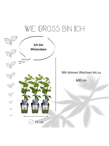 NatureNest 3 Weinreben  