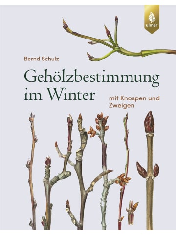 Ulmer Gehölzbestimmung im Winter