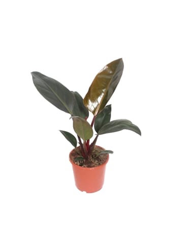 MeinVIPShop Philodendron Congo Red 30cm Zimmerpflanze
