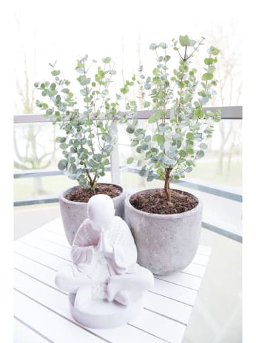 GARDENZO 2er: Set Eukalyptus gunnii 'Azura' 30-50cm