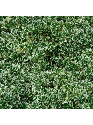 NatureNest Spindelstrauch Emerald n Gaiety Set 12 Euonymus