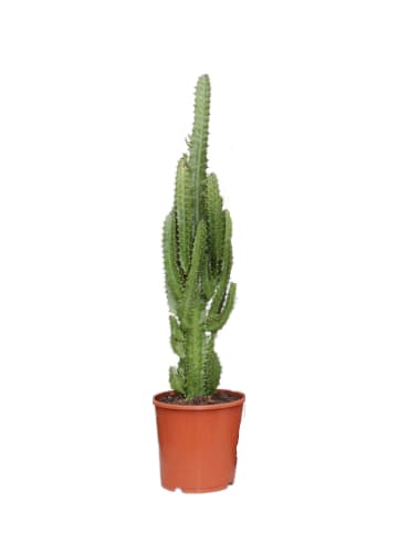 MeinVIPShop Euphorbia trigona 70cm Zimmerpflanze