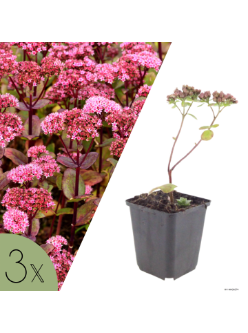 NatureNest 3er: Set Sedum Matrona Pflanzen in Rosa