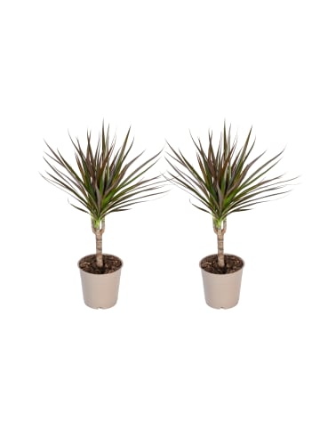 OH2 2er-Set: Dracaena Magenta in Grün