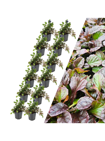 NatureNest 12 Kriechendes Zenegrün pflanzen  Ajuga reptans 