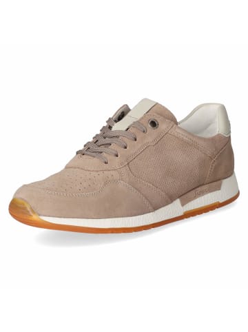 Low Sneaker ROJARO in braun