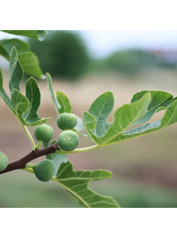 NatureNest Feigenbaum Set 3 Ficus carica winterhart bio
