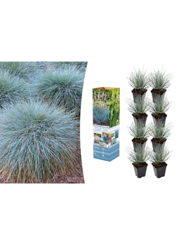 OH2 8er-Set: Festuca Glauca Elijah Blue in Blau