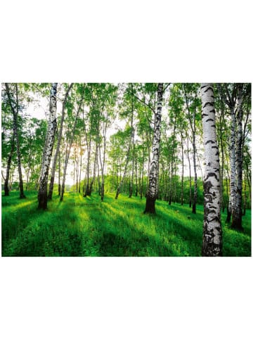 WALLARENA Fototapete Birkenwald in Grün