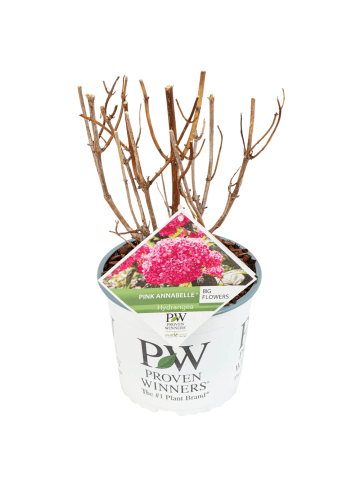 NatureNest Hydrangea arborescens Pink Annabelle Pflanze in Rosa