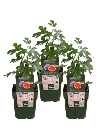 NatureNest 3er: Set Feigenbäume in Grün