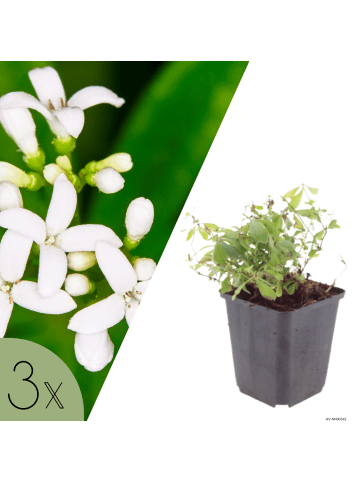 NatureNest 3er: Set Galium odoratum Pflanzen in Weiß