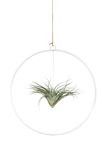 exotic living Kombination aus Tillandsia im Loop weiß