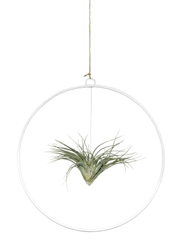 MeinVIPShop Kombination aus Tillandsia im Loop weiß