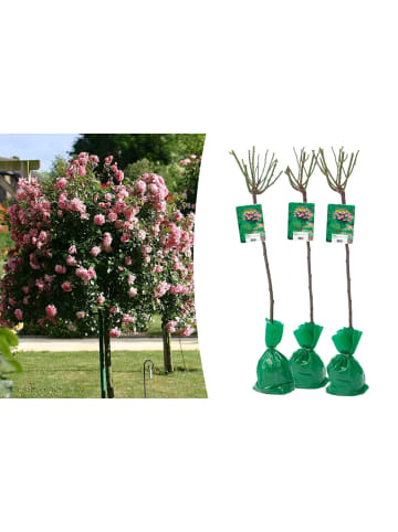 GARDENZO 3er-Set: XXL Großblütige Stielrosen in Rosa