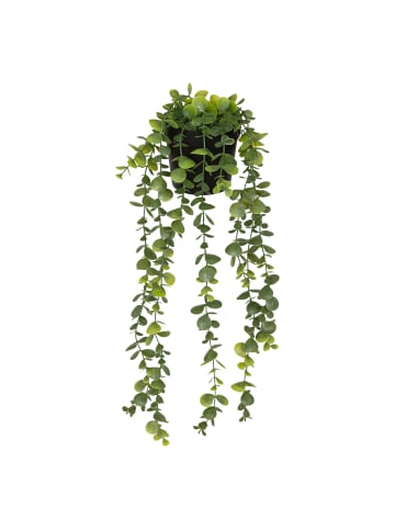 Atmosphera Créateur d'intérieur Eukalyptus in grün