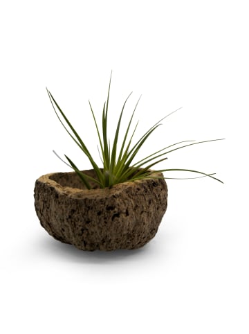 exotic living Exotische Qurico Nuss Schale mit Tillandsia grün