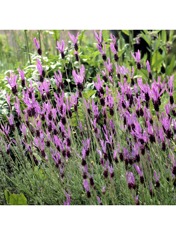 NatureNest 2er: Set Lavandula stoechas Anouk Hochstamm in Lila