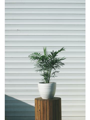 GARDENZO 2er-Set: Mexikanische Bergpalme