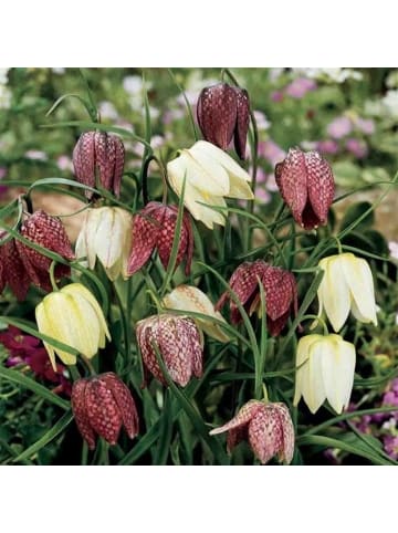 MeinVIPShop 6x Schachbrettblume