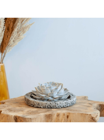 NatureNest Echte Sukkulente Lila in Betonkeramikschale 