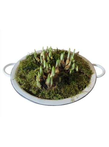 MeinVIPShop Retro Schale Frühling 39cm mit Narzissen