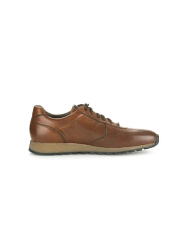 Pius Gabor Sneaker low in braun