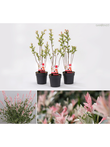 GARDENZO 3er-Set: Salix Buschpflanzen
