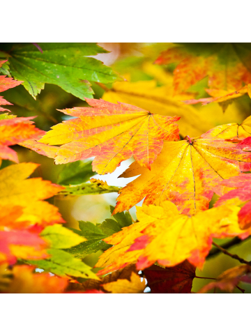 NatureNest 2er: Set Acer palmatum Orange Dream Ahornpflanze in Gelb