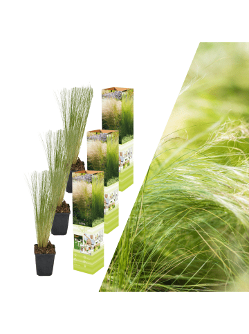 NatureNest 3 Federgras pflanzen  Stipa tenuissima 'Ponytails' 