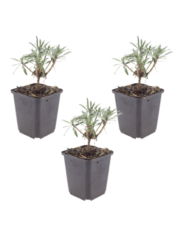 NatureNest 3 Erysimum Bowles Mauve Pflanzen in Lila