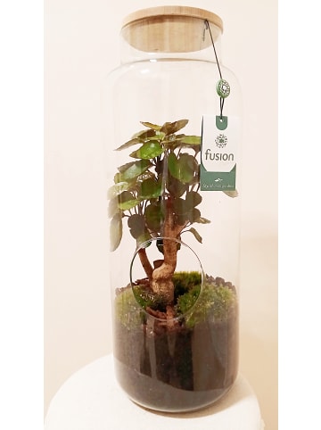 MeinVIPShop Flaschengarten Bonsai 53cm