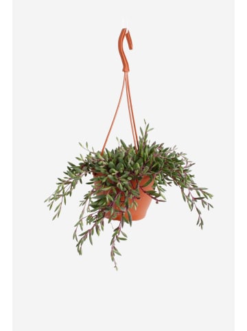 MeinVIPShop Senecio herreianus Purple Flush Hängepflanze