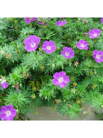 NatureNest 3er-Set: Geranium sanguineum Staude winterhart in Rosa