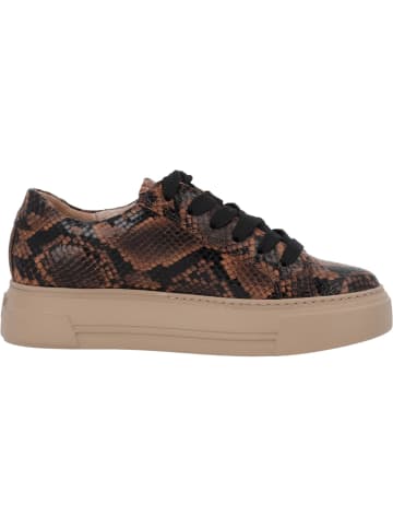 Paul Green Schnürschuhe in Sisal