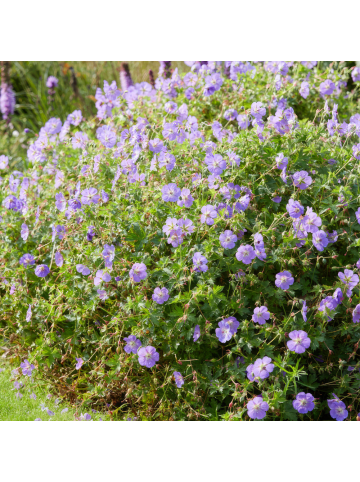 NatureNest 6 Storchschnabelpflanzen  Geranium 'Rozanne'  