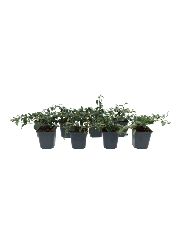 GARDENZO 8er-Set Kriechmispel