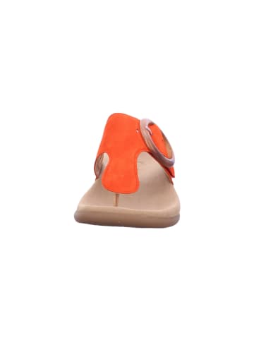 Gabor Zehentrenner in pumpkin