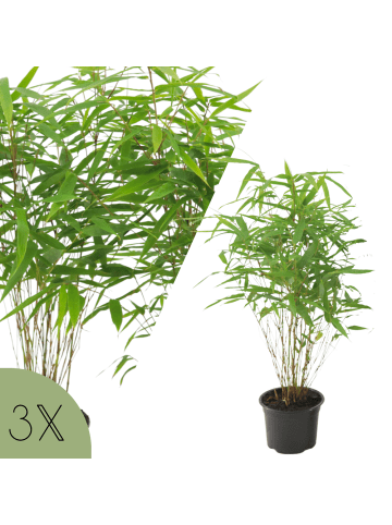 NatureNest Bambus Set 3 Fargesia rufa nicht wuchernd winterhart