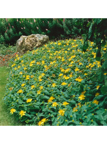 NatureNest 12 Johanniskrautpflanzen  Hypericum calycinum 