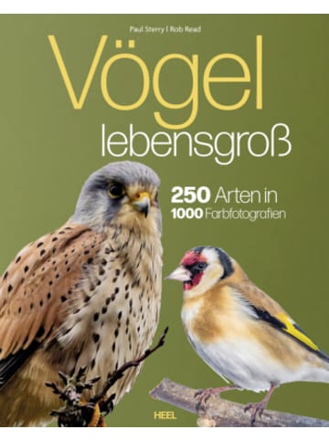 Heel Verlag Buch - Vögel lebensgroß