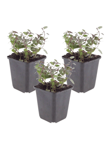 NatureNest 3er: Set Origanum laevigatum Herrenhausen Pflanzen in Lila