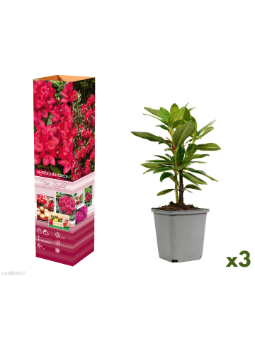 GARDENZO 3er-Set: Rhododendron Nova Zembla in Rot