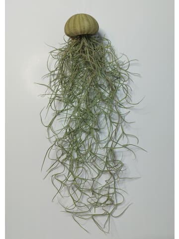 MeinVIPShop 1er Set Seeigelgehäuse grün mit Tillandsia Spanisch Moos