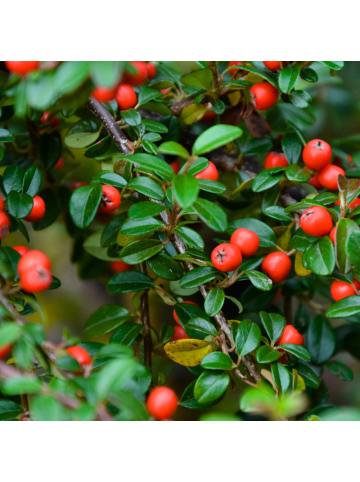 NatureNest 6er: Set Cotoneaster dammeri Pflanzen in Grün