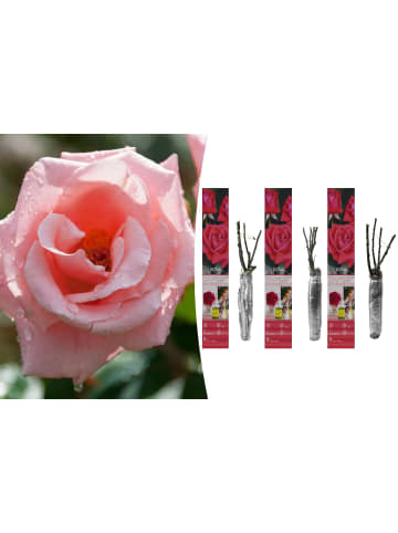 GARDENZO 3er-Set: Großblütige Rosen in Rosa